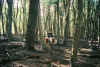 Saskia-forest.jpg (299977 bytes)